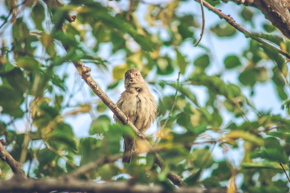 Photo of Bikamp Aravallis Camp Resort, Beri K Hanuman Ji Road, Norang Pura, Rajasthan, India by Mohit Behl
