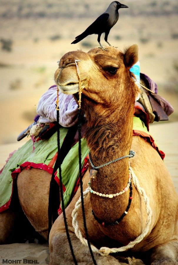 Photo of Bewitching Khuri – A Photo Essay 2/26 by Mohit Behl