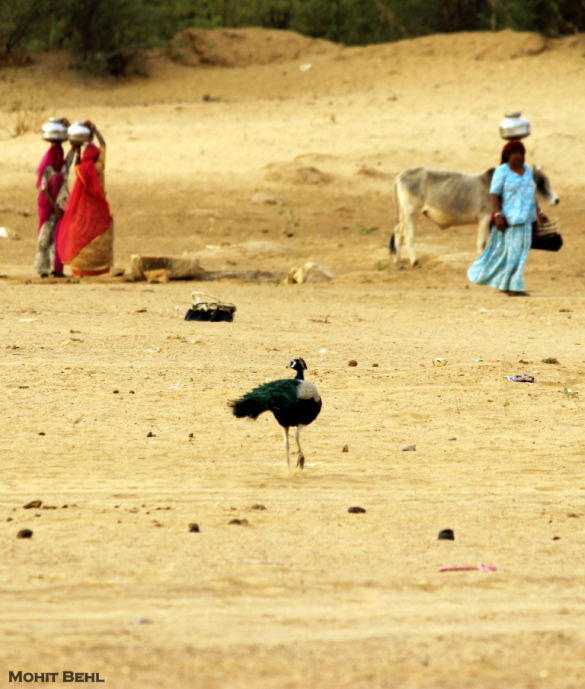Photo of Bewitching Khuri – A Photo Essay 25/26 by Mohit Behl