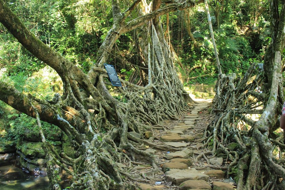 Photo of Living Root Bridge, Riwai Village, East Khasi Hills, Meghalaya, India by Jyoti sharma