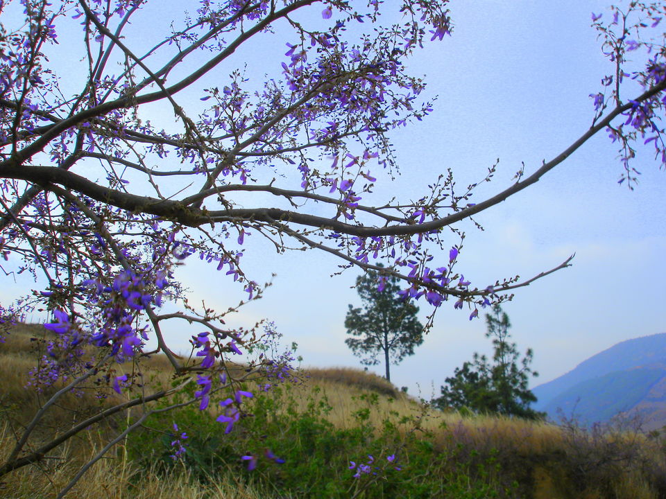 Photo of Wangdue Phodrang by Avanija Sundaramurti