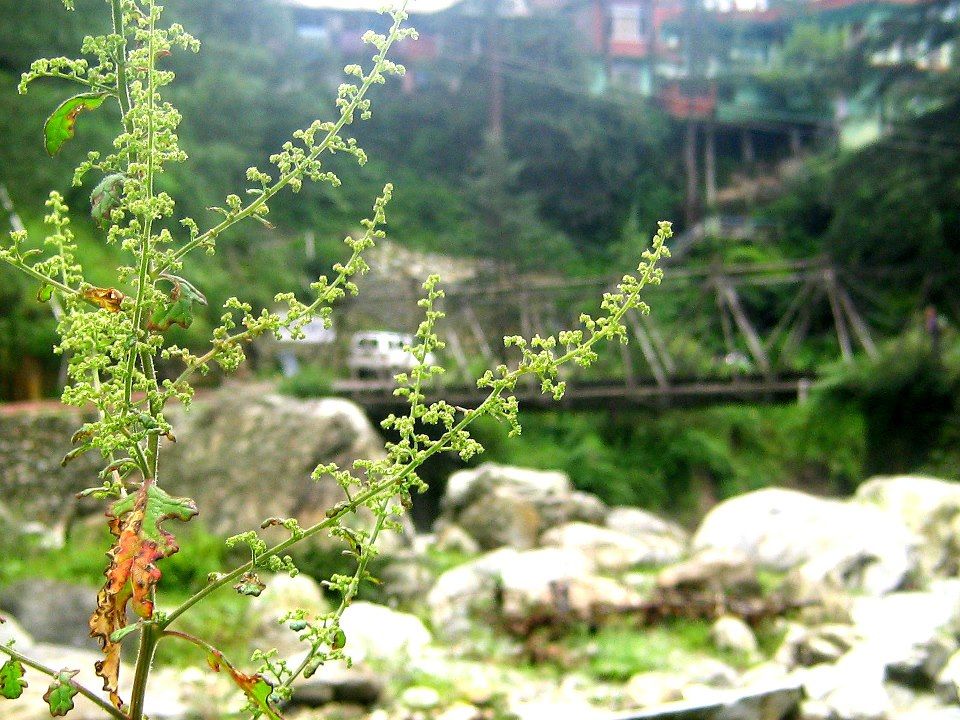 Photo of Parvati Valley, A Valley Of Happiness & Love 9/16 by Rahul Chaudhary