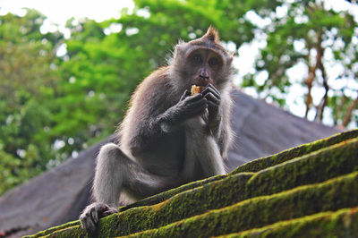Photo of Sacred Monkey Forest Sanctuary, Ubud, Bali, Indonesia by Quinn Russell