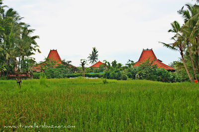 Photo of Umajati Retreat, Gianyar, Bali, Indonesia by Quinn Russell