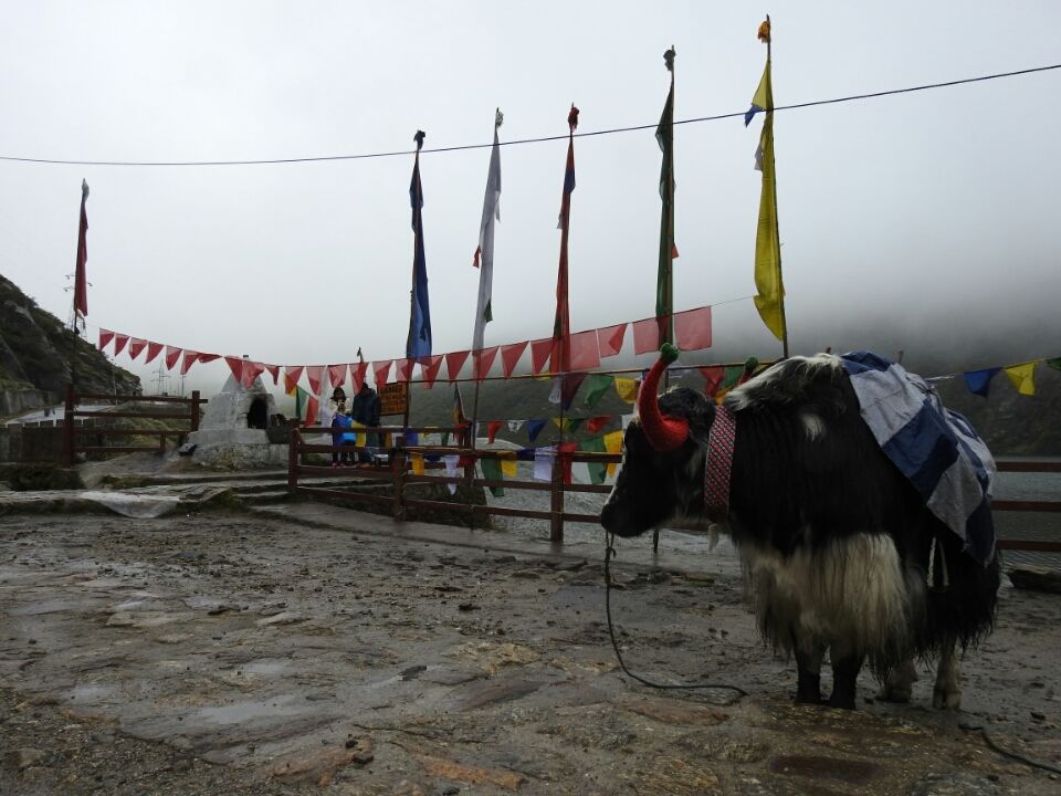 Photo of Going to Mountains is like going to Home:- East Sikkim and Bhutan by shivani