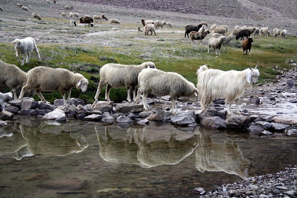 Photo of Backpacking in Himachal 16/21 by Aditi Rai