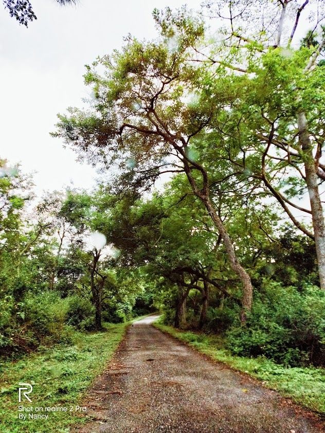 Photo of THE PONG ECO VILLAGE- A DESTINATION IN ITSELF! by Nancy Agarwal