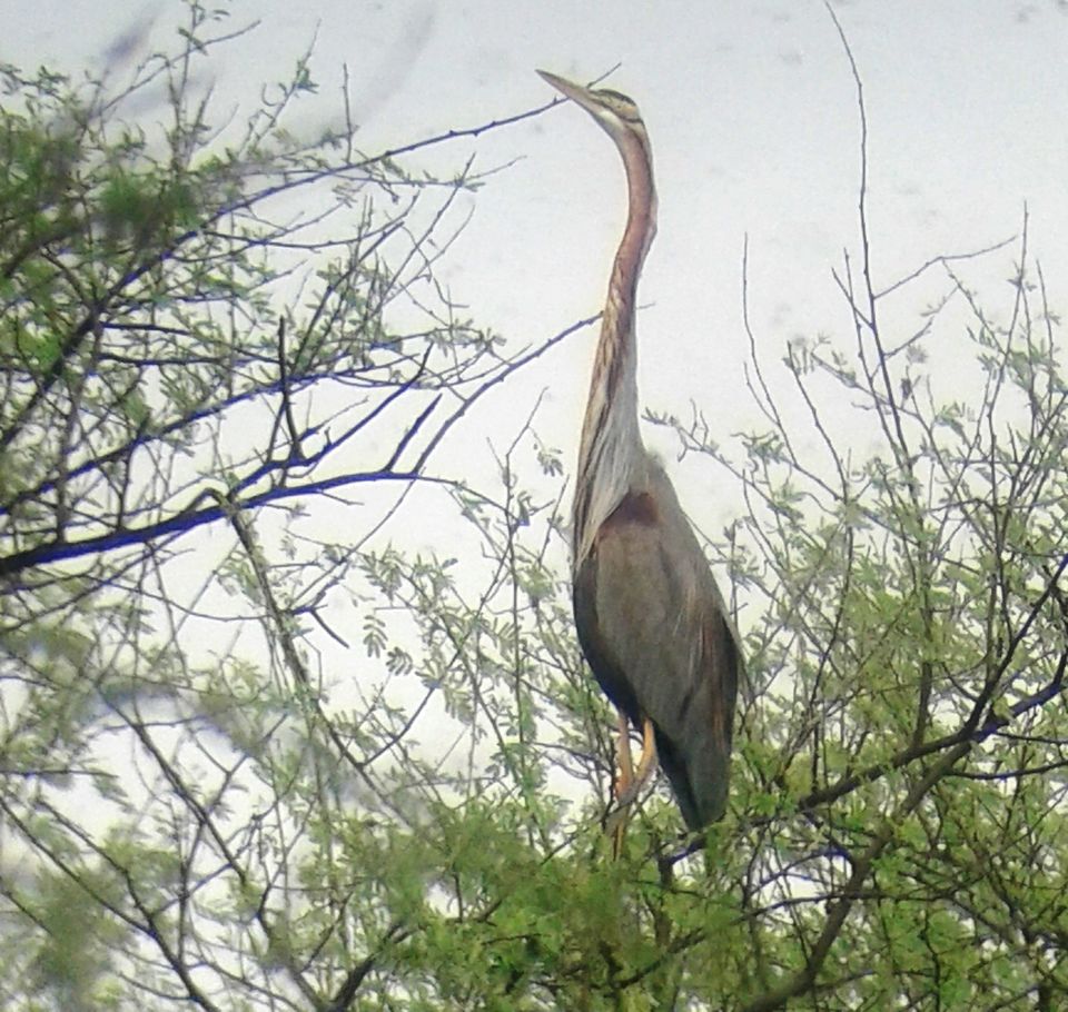 Photo of Biking Trip to Bharatpur, Rajasthan 12/21 by Nancy Agarwal