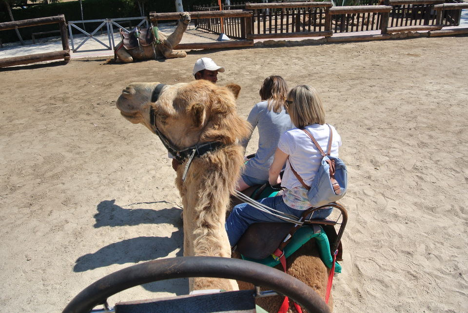 Photo of Camel Park, Mazotos, Larnaca, Cyprus by Kayli Olson
