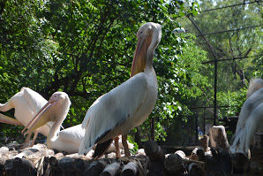 Photo of A day in Nehru Zoological Park by Upendra Manve