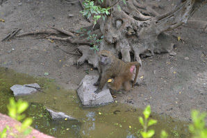 Photo of A day in Nehru Zoological Park by Upendra Manve