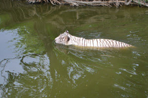 Photo of A day in Nehru Zoological Park by Upendra Manve