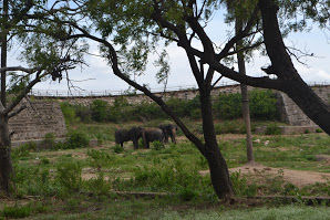 Photo of A day in Nehru Zoological Park by Upendra Manve