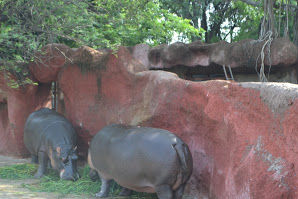 Photo of A day in Nehru Zoological Park by Upendra Manve