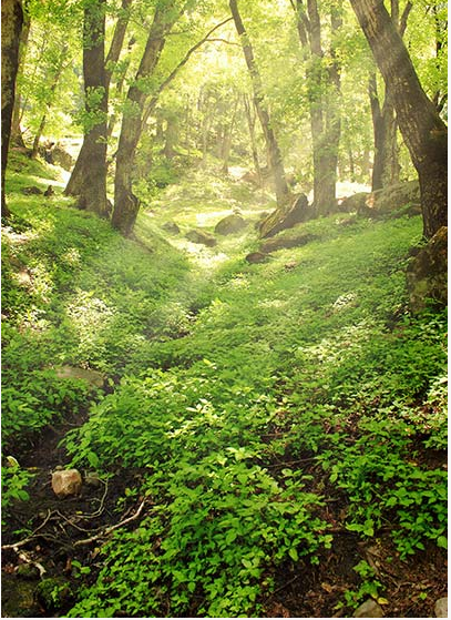 Photo of Hippie Trail of magical valley | Kheerganga 15/23 by Avnish Dhoundiyal