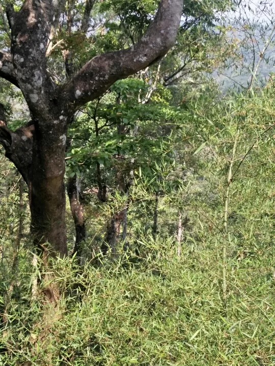 Photo of Kabini river and coorg by Sachin Soni