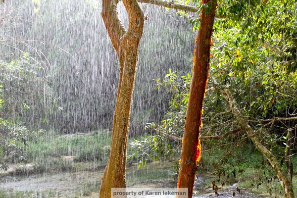 Photo of Beauty Hidden Away: Las Terrazas, Cuba 4/4 by Karen Lakeman