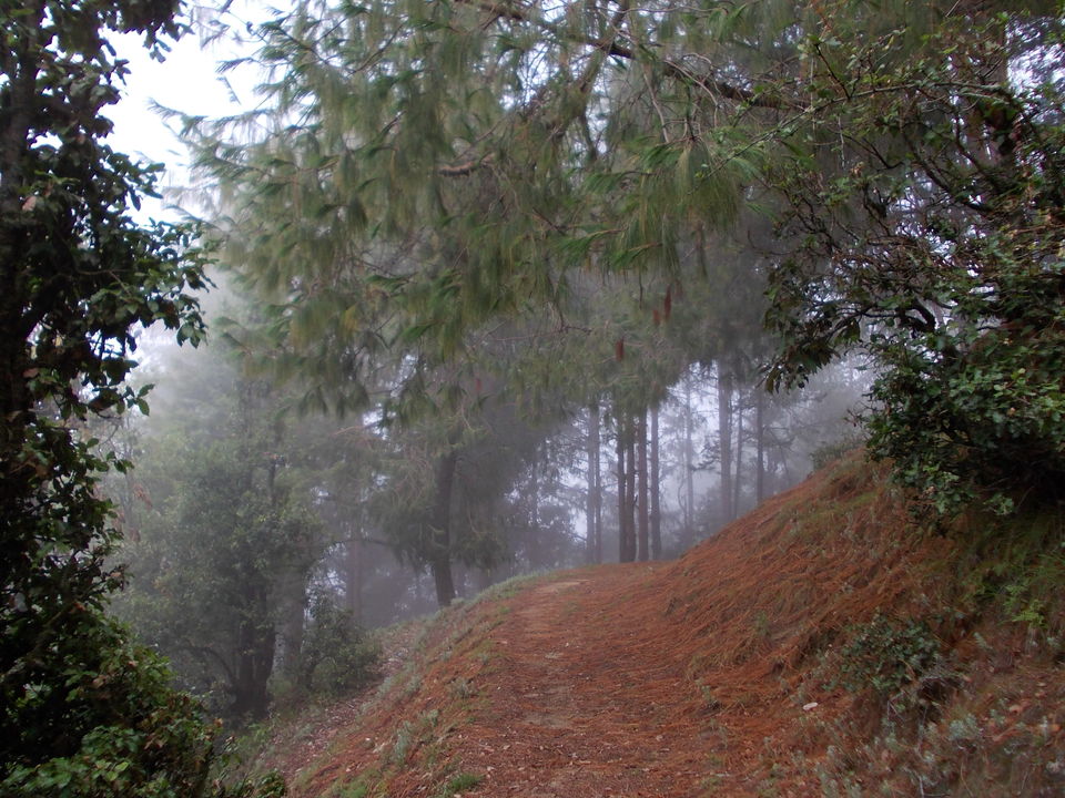 Photo of The pine forest at Dhanachuli 4/6 by Susmita Mukherjee