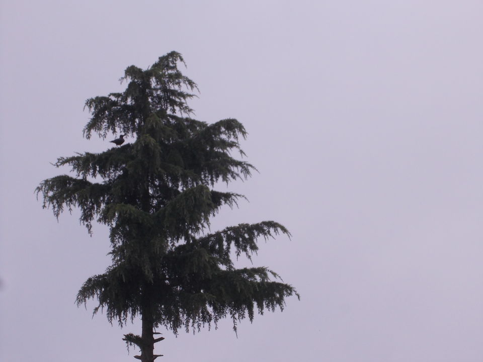 Photo of The pine forest at Dhanachuli 3/6 by Susmita Mukherjee