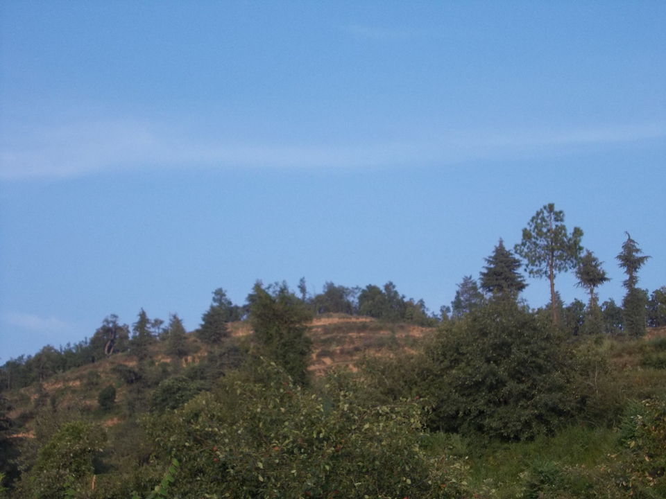 Photo of The pine forest at Dhanachuli 6/6 by Susmita Mukherjee