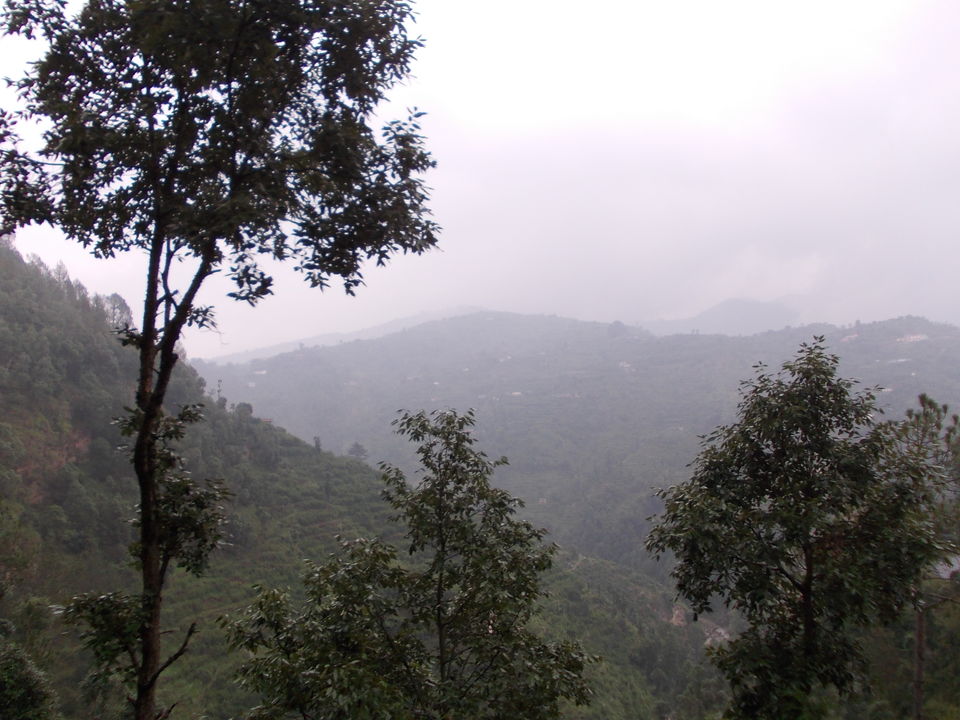 Photo of The pine forest at Dhanachuli 2/6 by Susmita Mukherjee