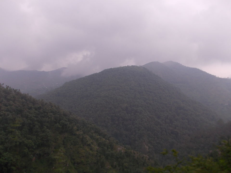 Photo of The pine forest at Dhanachuli 1/6 by Susmita Mukherjee