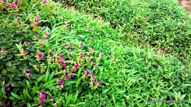 Photo of Kaas Plateau of Flowers, Satara, Maharashtra, India by Elita