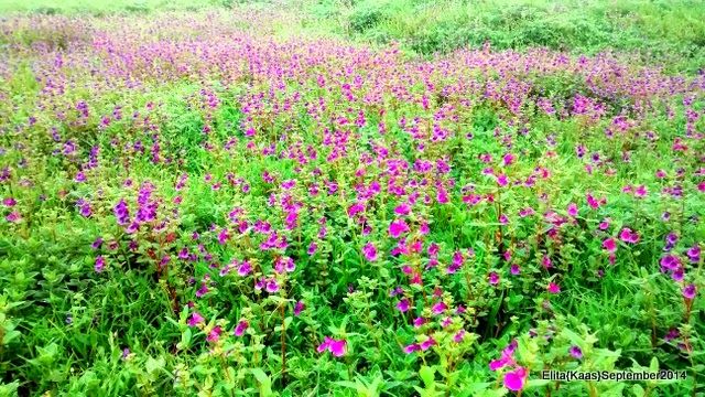 Photo of Kaas Plateau of Flowers, Satara, Maharashtra, India by Elita