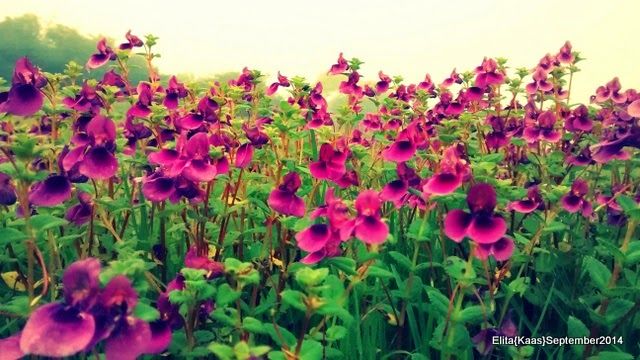 Photo of Kaas Plateau of Flowers, Satara, Maharashtra, India by Elita