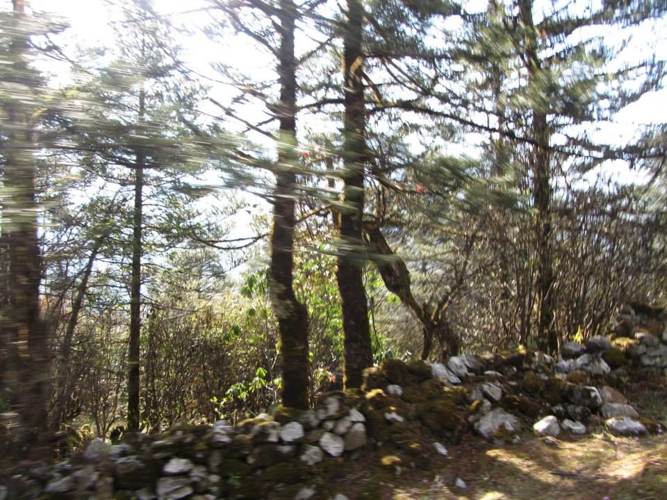 Photo of Sikkim: Hills Calling 71/158 by Mills Banerjee