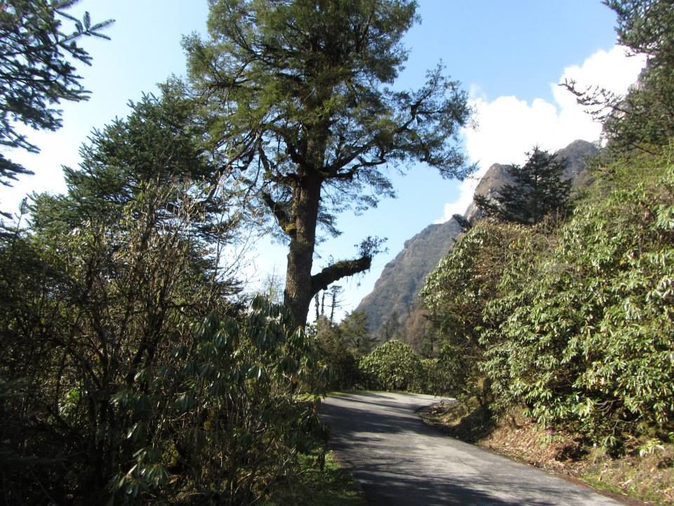 Photo of Sikkim: Hills Calling 61/158 by Mills Banerjee