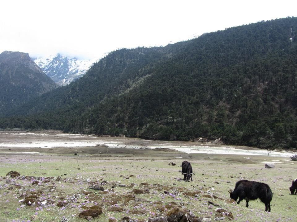 Photo of Sikkim: Hills Calling 135/158 by Mills Banerjee