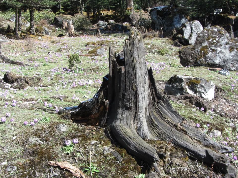 Photo of Sikkim: Hills Calling 87/158 by Mills Banerjee