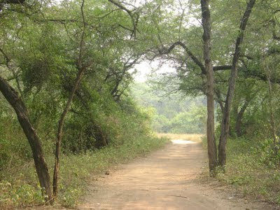 Photo of A Jungle in the City 1/1 by Ragini Puri