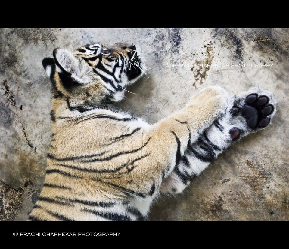 Photo of Thailand by Prachi Chaphekar