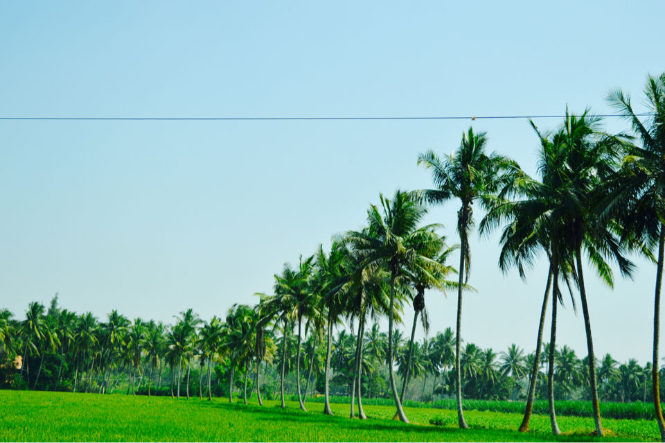 Photo of Wild Planet Jungle Resort, Devala, Tamil Nadu, India by Yashwanth Kumar Reddy