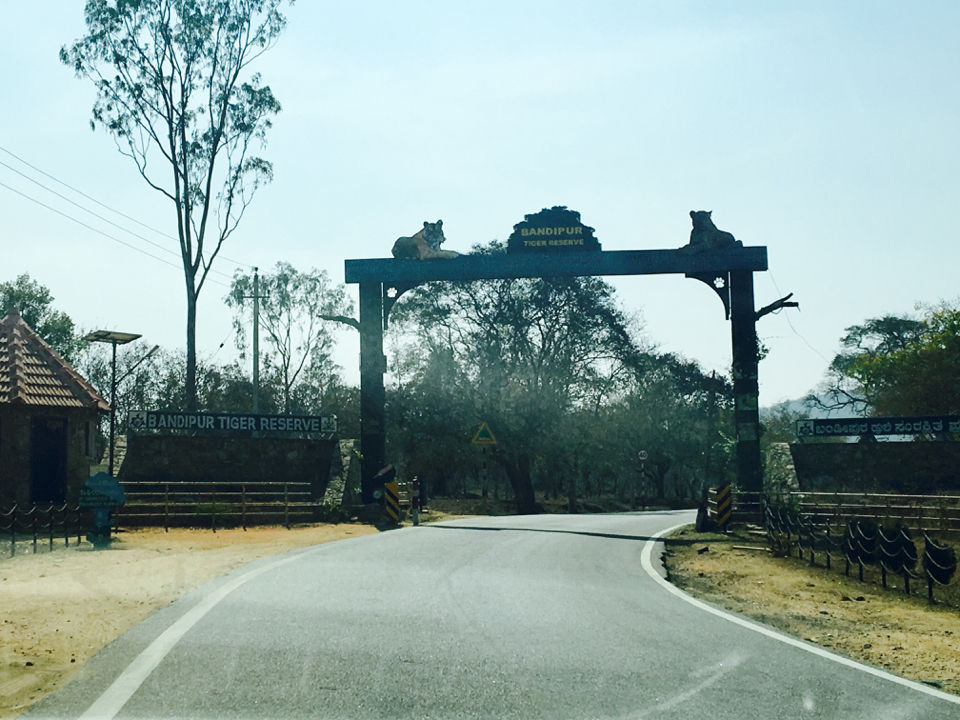 Photo of Wild Planet Jungle Resort, Devala, Tamil Nadu, India by Yashwanth Kumar Reddy