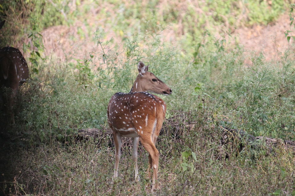Photo of Wild Planet Jungle Resort, Devala, Tamil Nadu, India by Yashwanth Kumar Reddy
