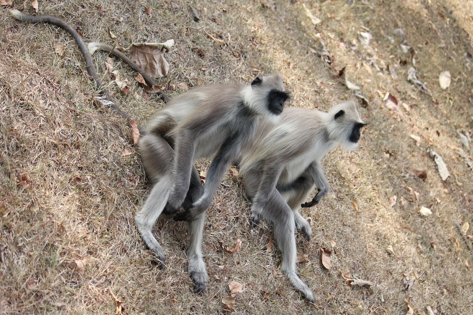 Photo of Wild Planet Jungle Resort, Devala, Tamil Nadu, India by Yashwanth Kumar Reddy