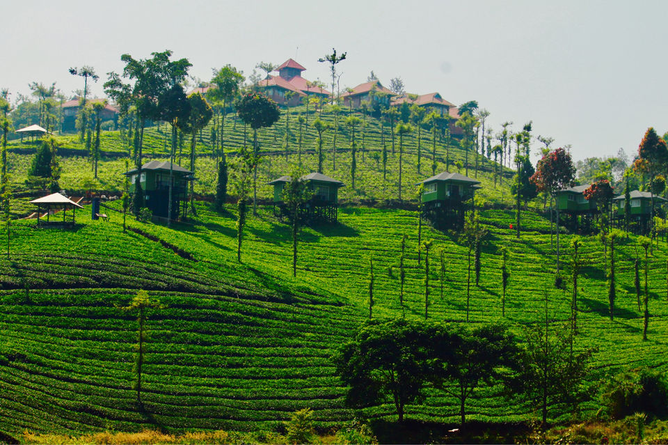 Photo of Escape Yourself Into The Greenery Of Nilgiris - Wild Planet Jungle Resort !!! by Yashwanth Kumar Reddy