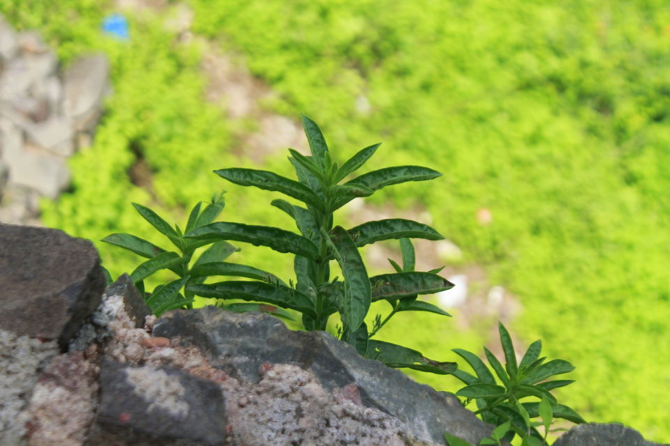 Photo of Mandu: Hidden & Forgotten Tale of Love 51/51 by Archana Relan