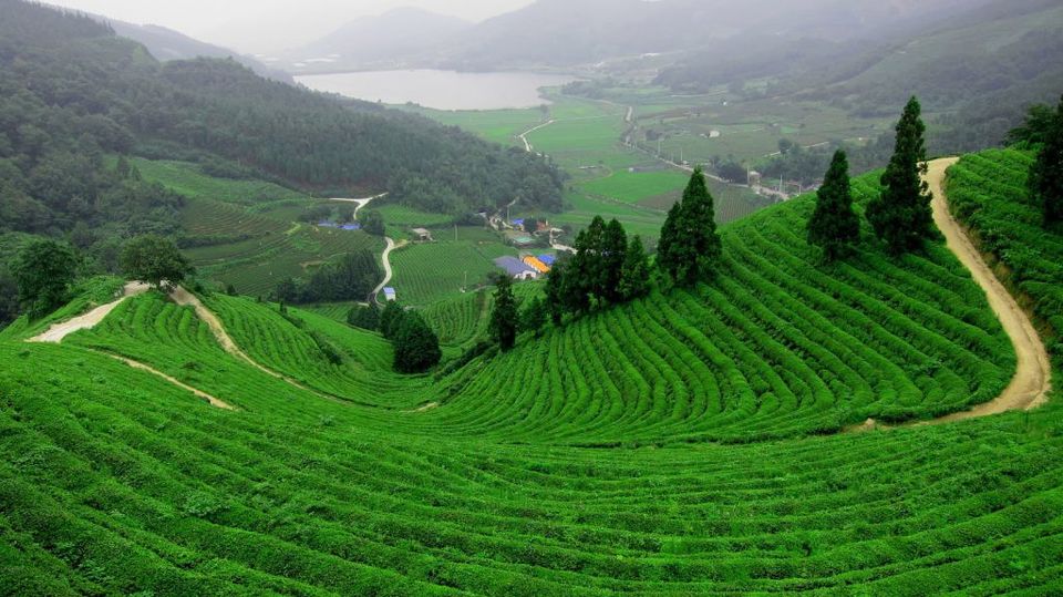 Photo of Guide to Siliguri:The perfect gateway to North East! by Neha Bhise Sadalge