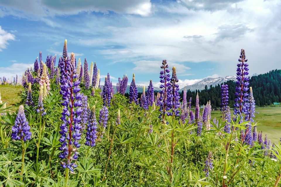 Photo of Gulmarg by Neha Bhise Sadalge