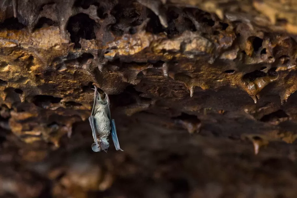 Photo of Forget The Blue Grotto, This Bat Cave In Meghalaya Is The Perfect Destination For Adventure Seekers! by Neha Bhise Sadalge