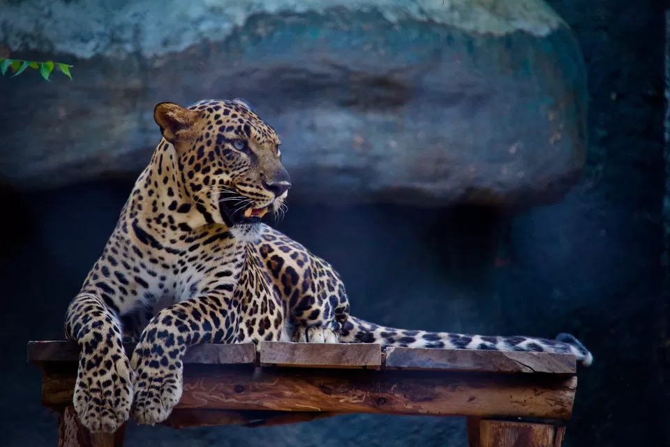 Photo of Jhalana Leopard Safari, Malviya Nagar Industrial Area, Malviya Nagar, Jaipur, Rajasthan, India by Neha Bhise Sadalge