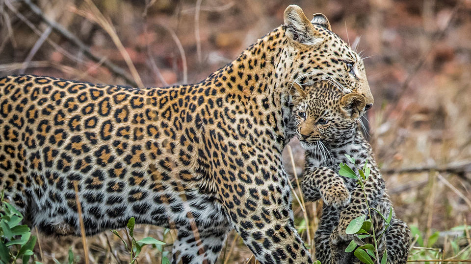 Photo of Did You Know About This Wildlife Reserve Right In The Middle Of Jaipur? by Neha Bhise Sadalge