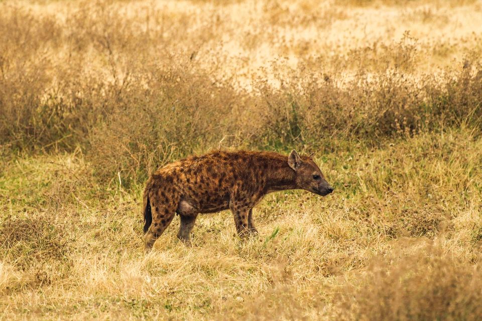 Photo of Did You Know About This Wildlife Reserve Right In The Middle Of Jaipur? by Neha Bhise Sadalge