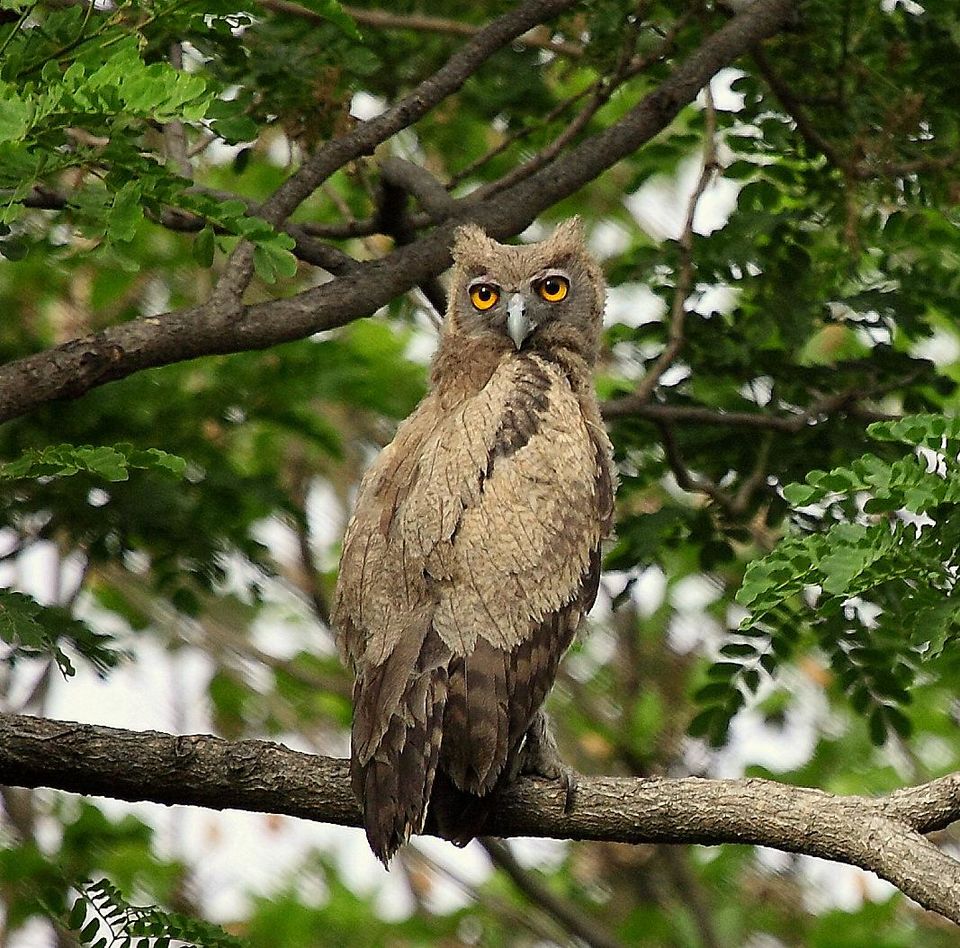 Photo of Did You Know About This Wildlife Reserve Right In The Middle Of Jaipur? by Neha Bhise Sadalge