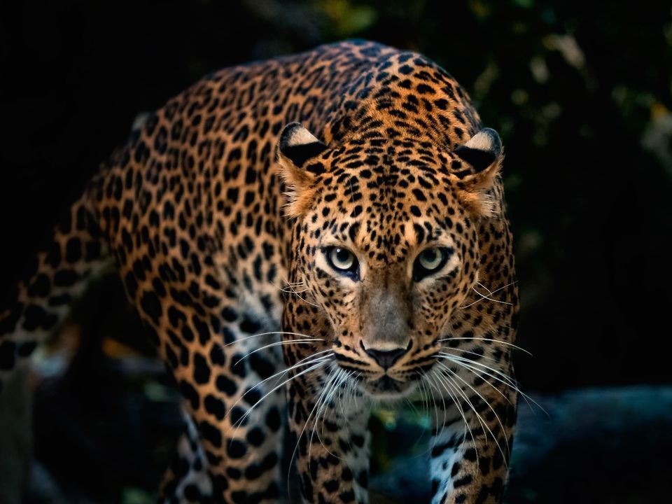 Photo of Did You Know About This Wildlife Reserve Right In The Middle Of Jaipur? by Neha Bhise Sadalge