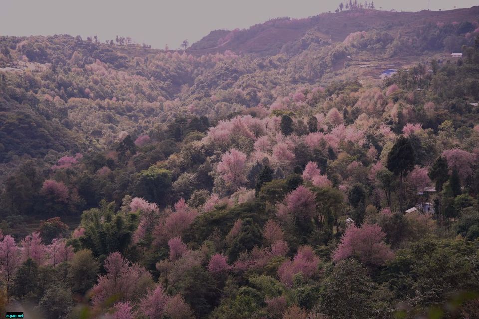 Photo of India has it's very own Cherry Blossom Festival,here's why you should not miss it! by Neha Bhise Sadalge